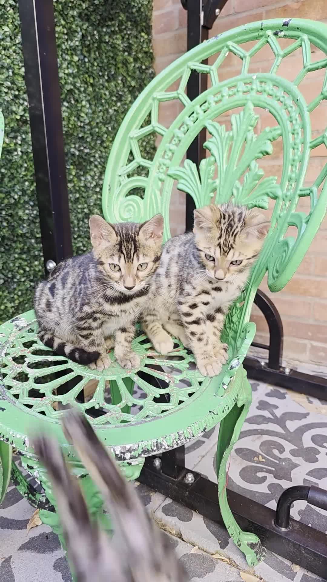Bengal cats for sale: Pure Pedigree Bengal Kittens – 3 Boys, 2 Girls - Video 3