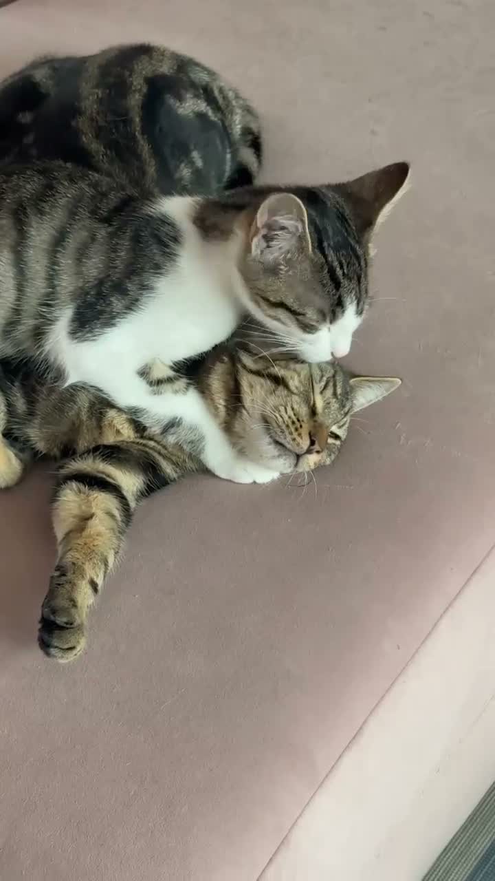 Mixed Breed cats for sale: Coco  in Cambridge - Video 1