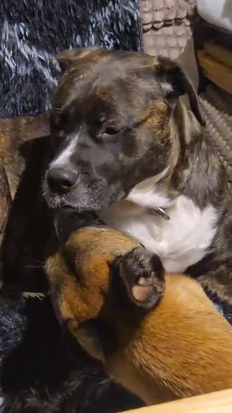 American Bulldog dogs for sale: American bulldog female - Video 1