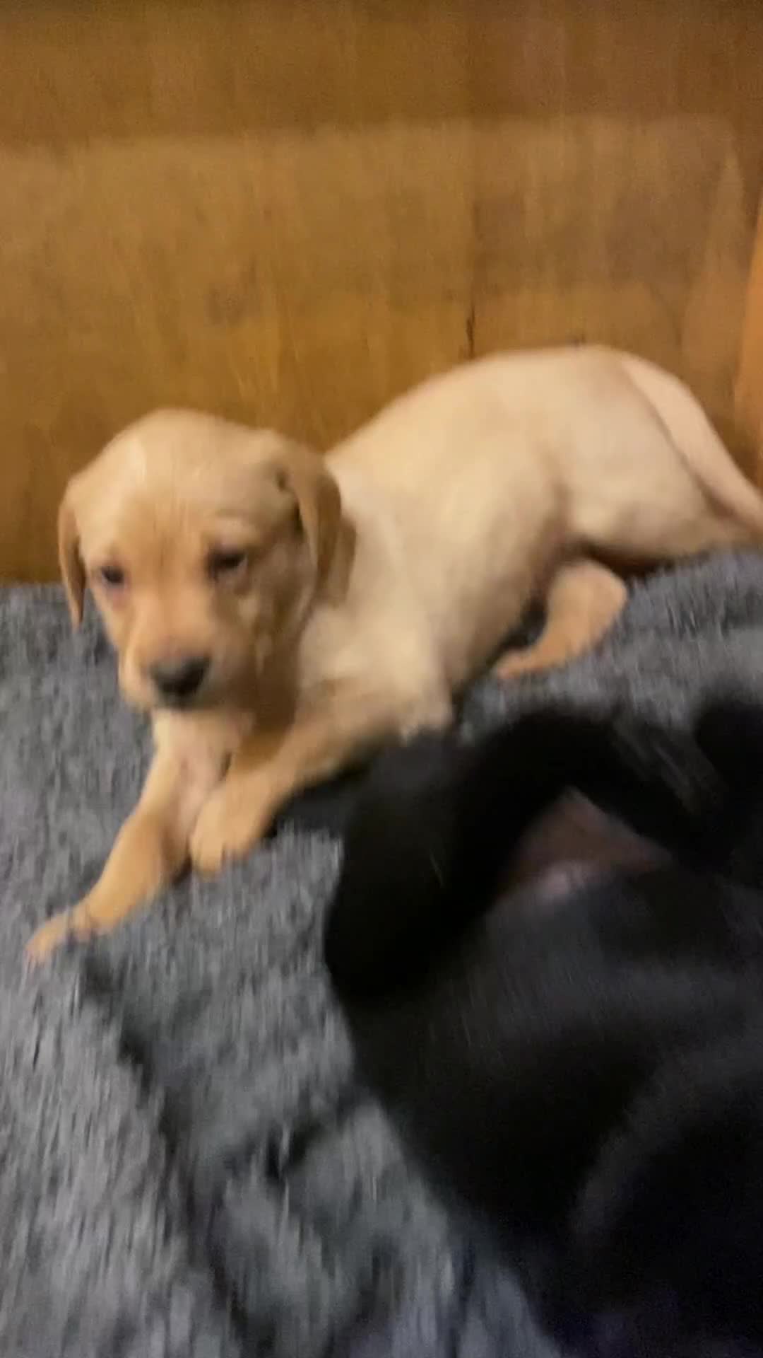 Labrador Retriever dogs for sale: Stunning Labrador Puppies - Video 1