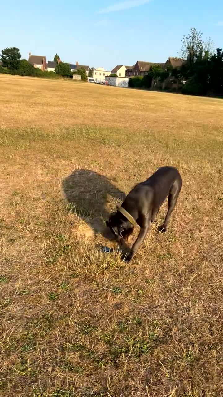 Cane Corso dogs for sale: Kane 2.5 year old Cane Corso  in Clacton-on-Sea - Video 1