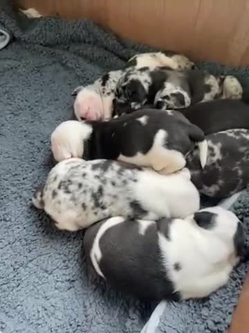 Mixed Breed dogs for sale: Cute Olde English Bulldog & Pug/Frenchie 4 sale - Video 2