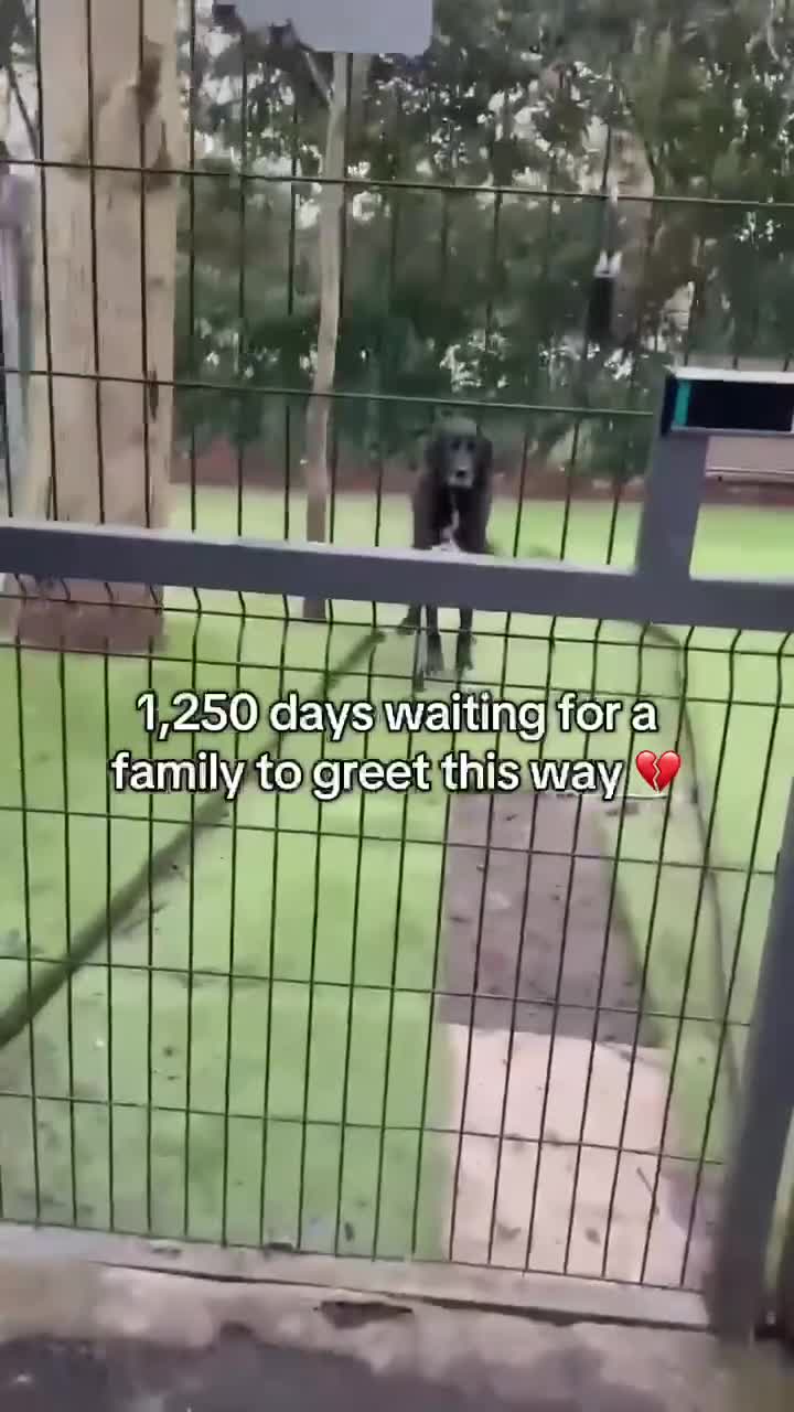 Mixed Breed dogs for adoption: Miss Roo needs to be rescued - Video 4