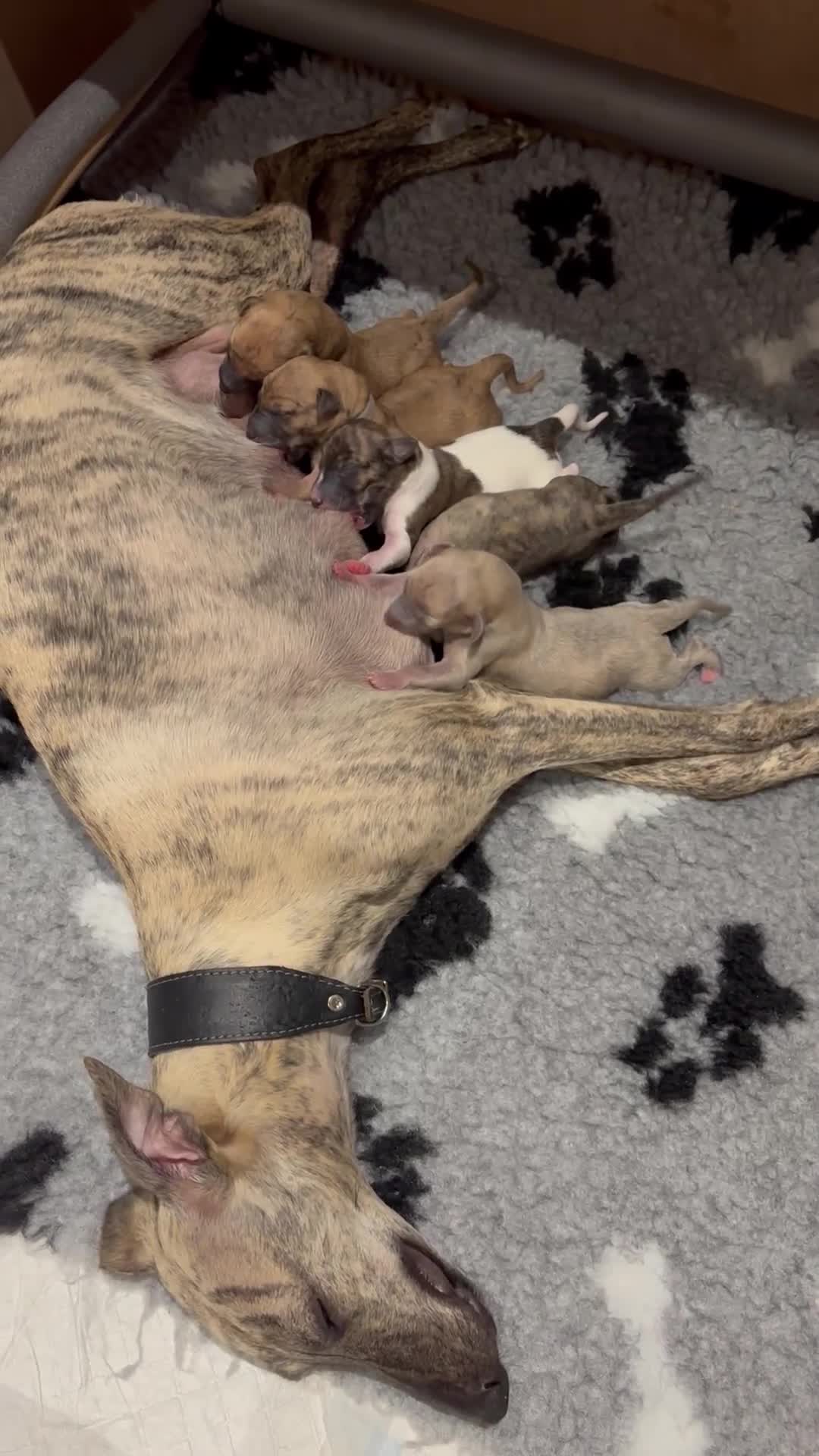 Whippet dogs for sale: Adorable KC reg Whippet puppies 🩷💙 - Video 1