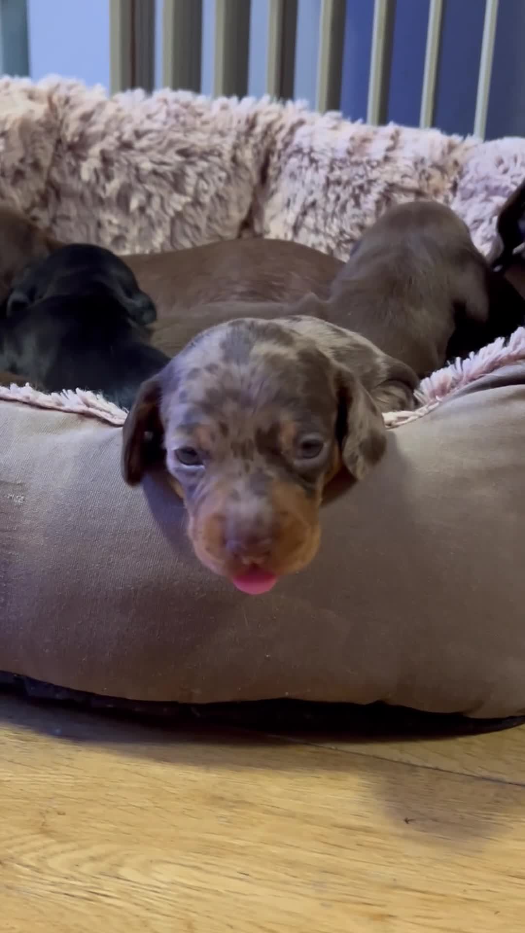 Miniature Dachshund dogs for sale: sweet mini dachshund babies - Video 1
