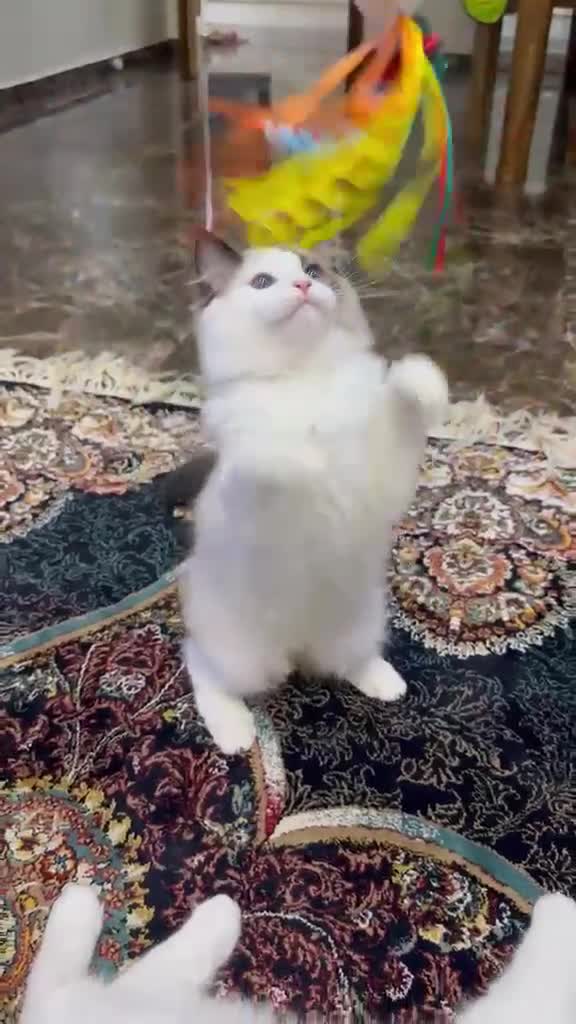Ragdoll cats for sale:  Tica registered full pedigree ragdolls - Video 1