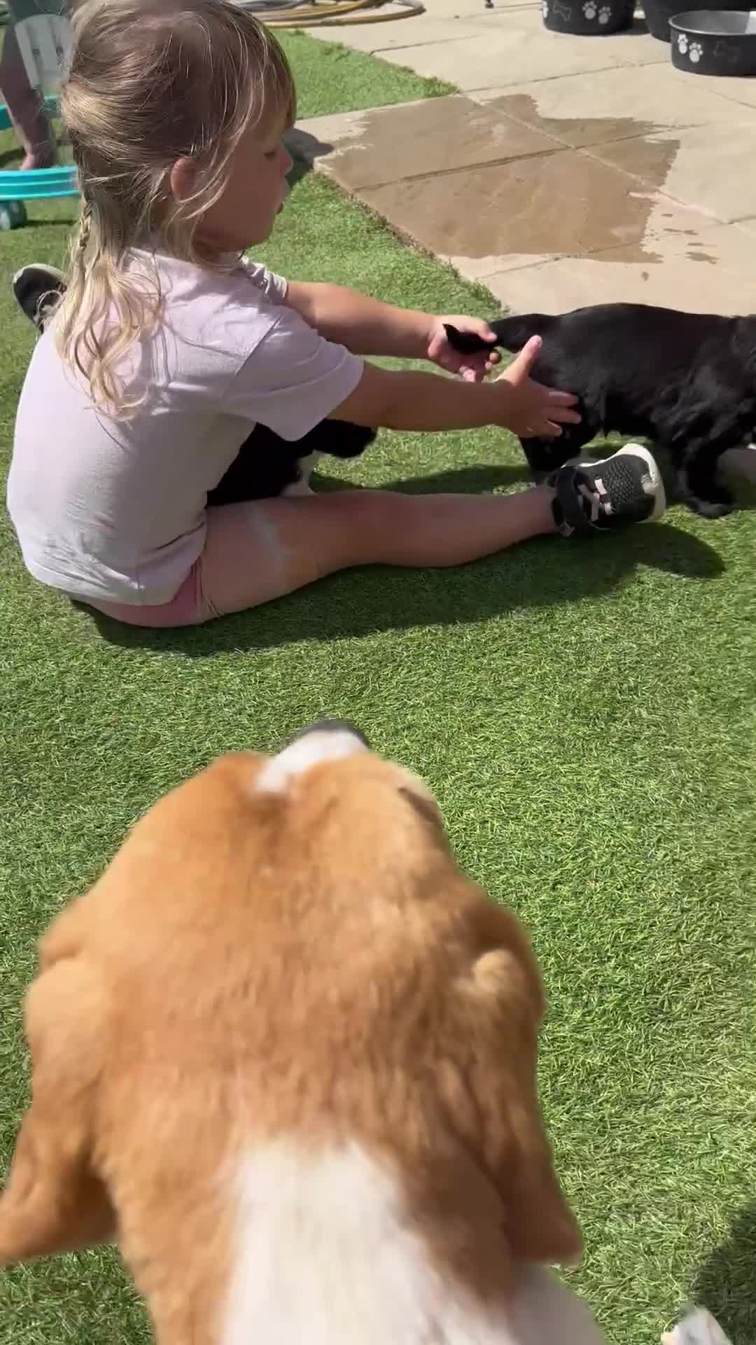 Mixed Breed dogs for sale: POOGLE Puppies READY NOW - Video 1