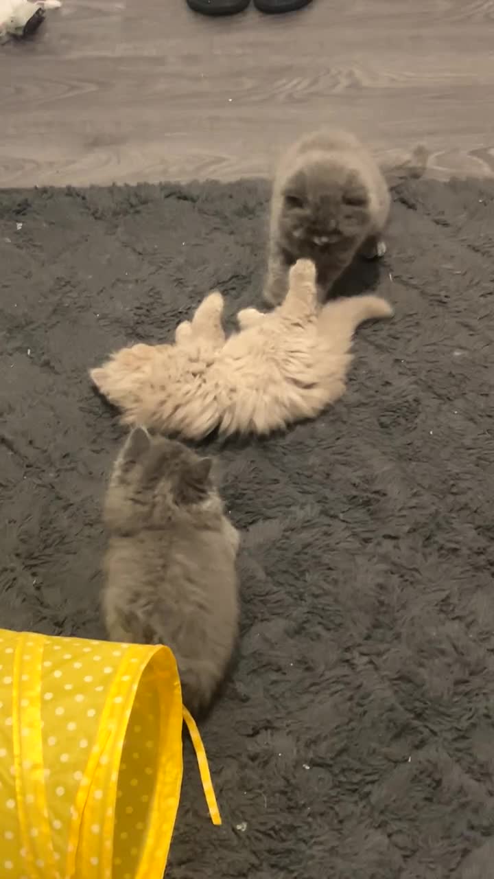 British Longhair cats for sale: British long hair x long hair  - Video 1