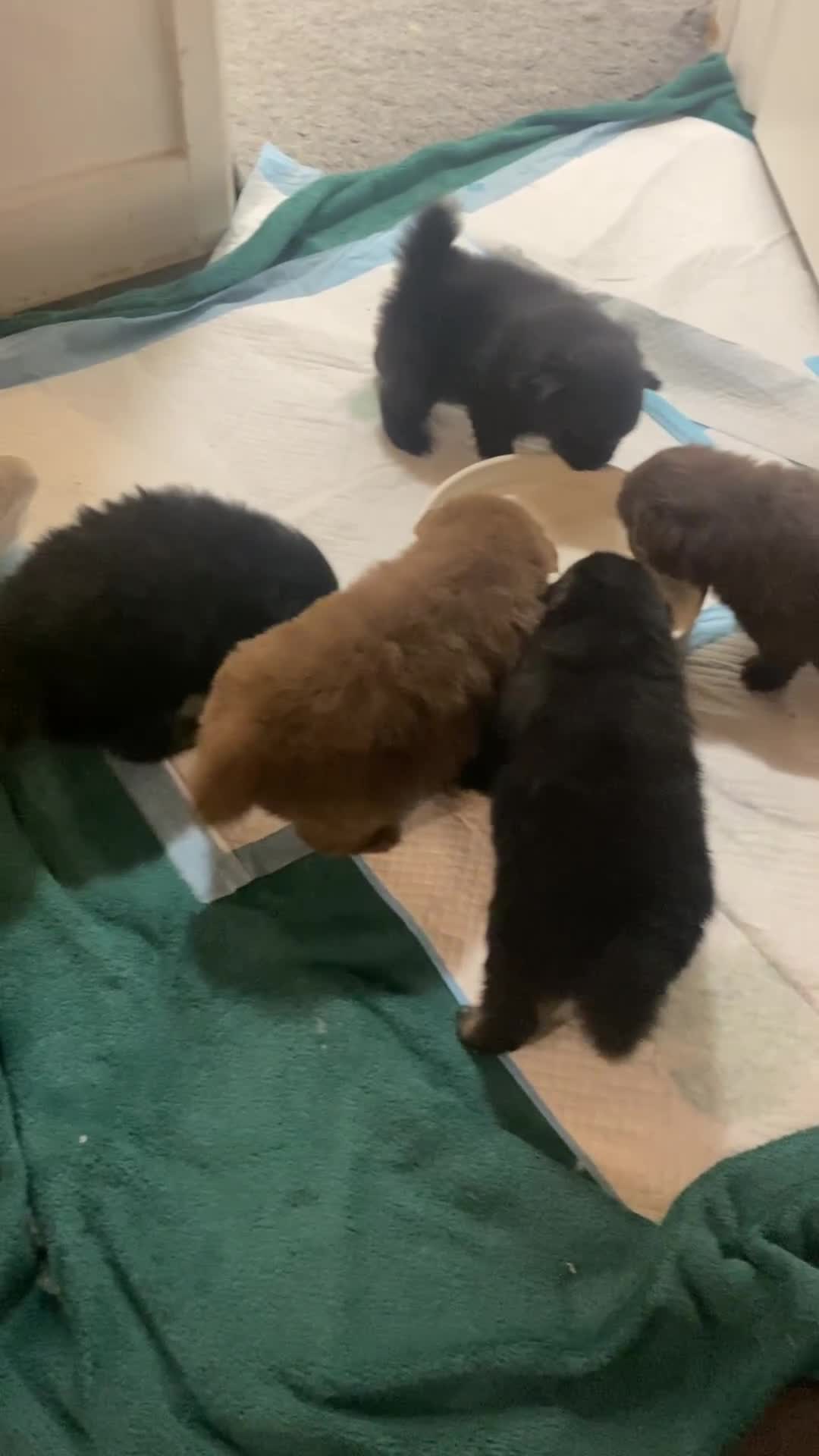 Mixed Breed dogs for sale: Pomspitz super fluffy babies  - Video 1
