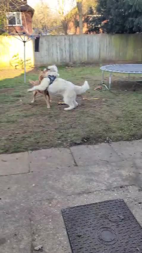 Mixed Breed dogs for adoption: Meet VICTOR - a superb big boy, for a Loving Home - Video 4