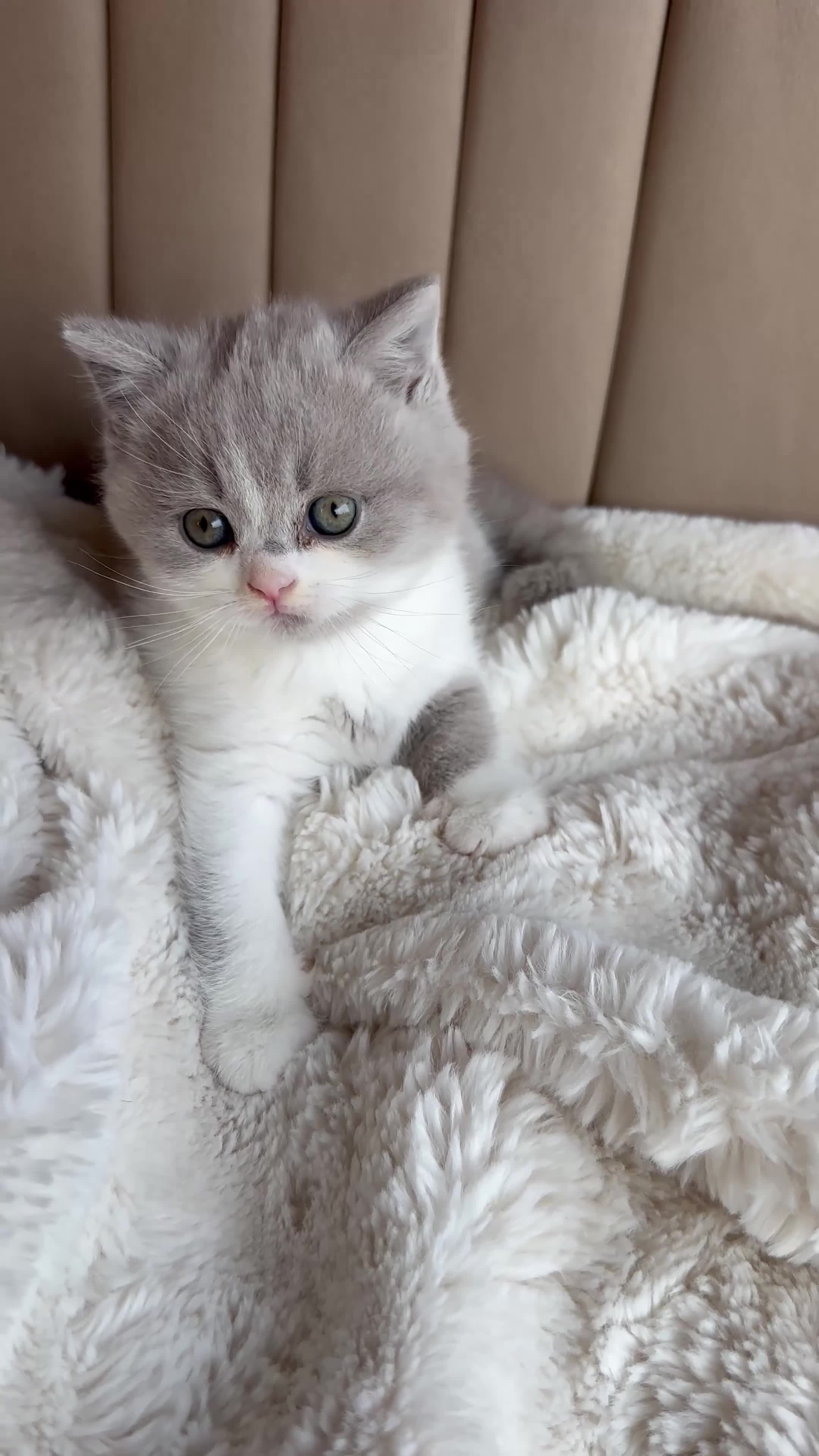 British Shorthair cats for sale: British Short Hair kittens GCCF REG - Video 4