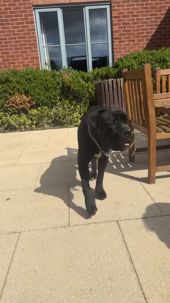 Cane Corso dogs for stud: CANE CORSO STUD! - Video 1