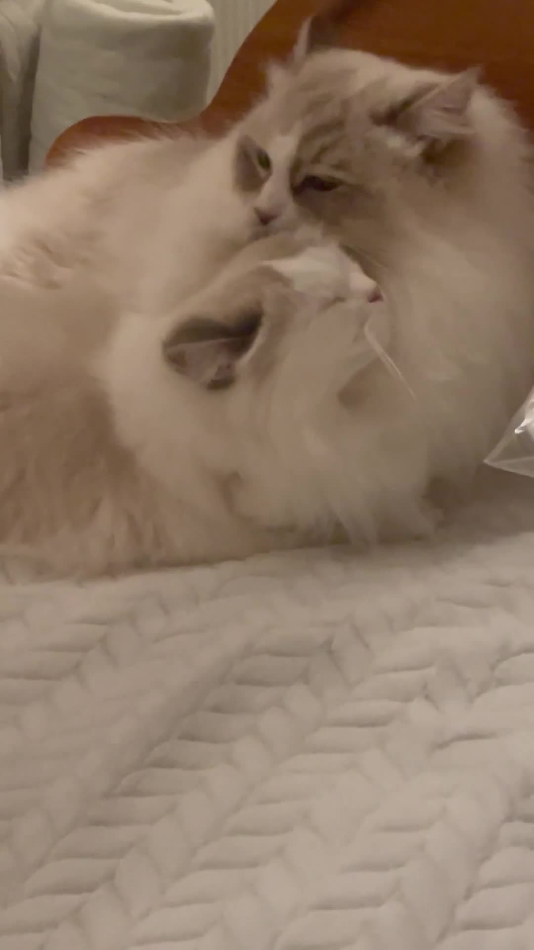 Siberian cats for sale: “Cat share” 3 GCCF Neva Masquerade Siberian cats  - Video 1