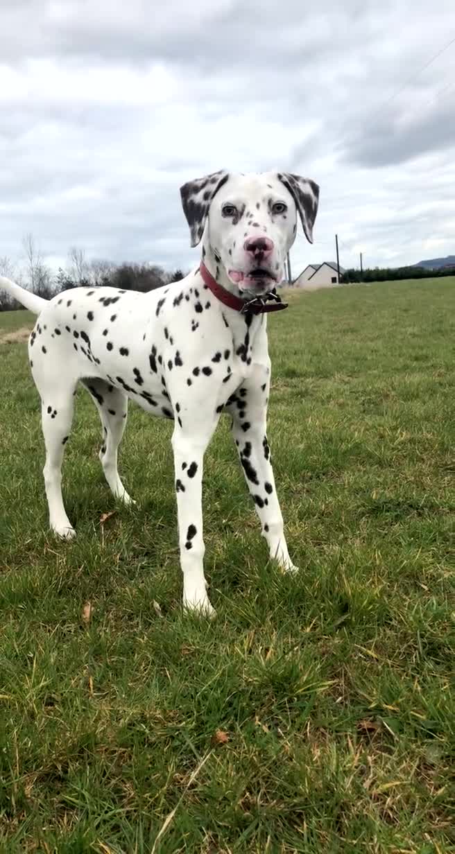 Dalmatian dogs for sale: 🐶 Stunning Dalmatian Puppies Ready 28th August 🐶 - Video 1