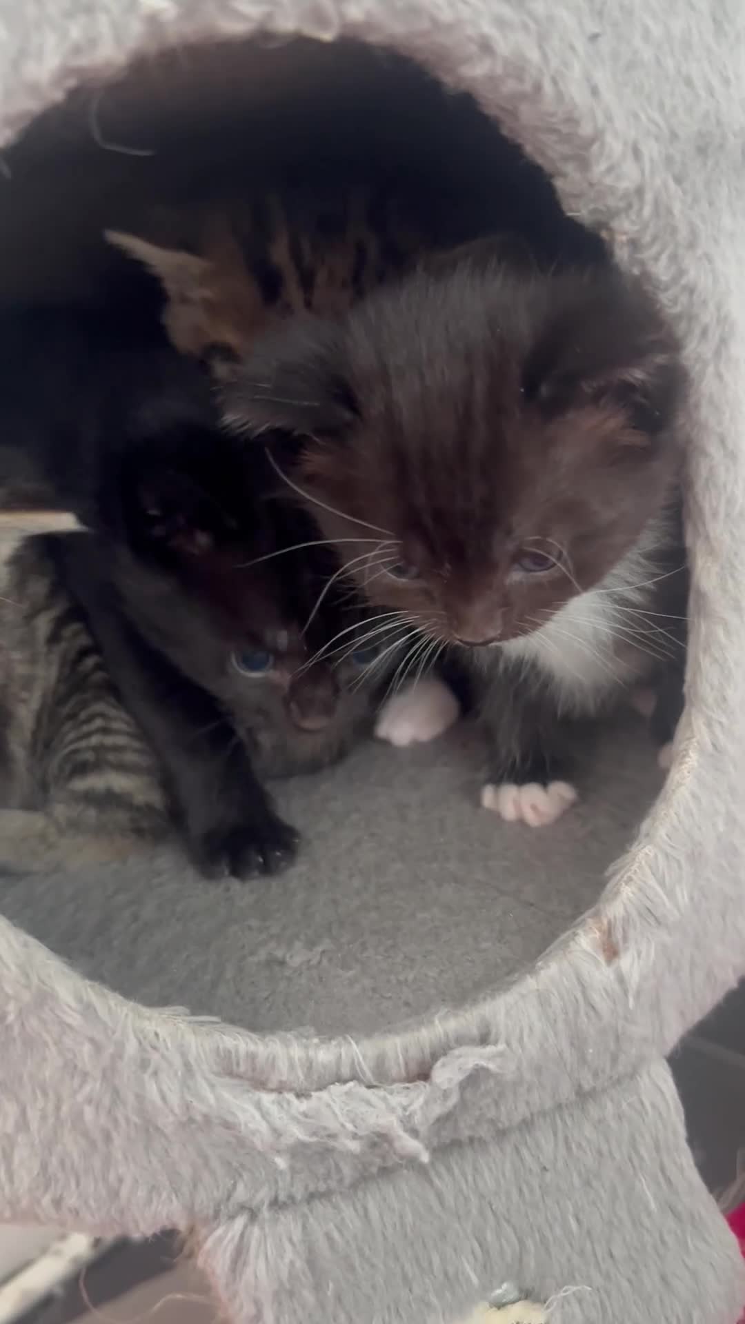 Mixed Breed cats for sale: ALL 4 KITTENS ARE NOW IN THEIR FOREVER HOMES ❤️ - Video 1