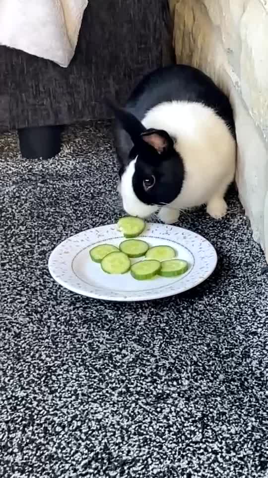 Mixed Breed rabbits for sale: Rabbit  in Bradford - Video 1