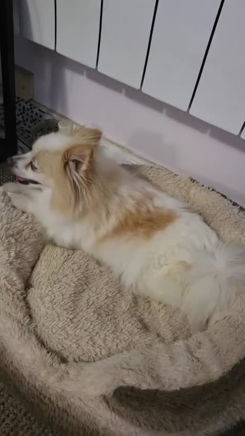 Pomeranian dogs for sale: Pomeranian puppies - Video 1