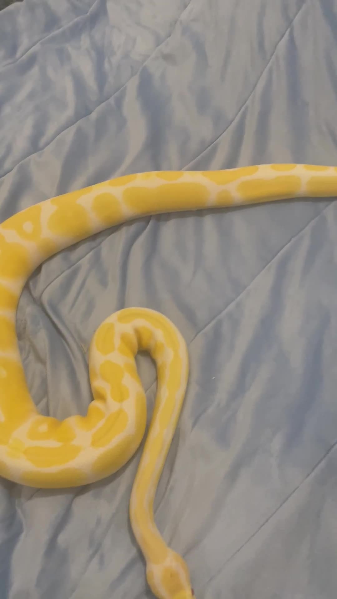 Python Snake reptiles for sale: Royal ball python - Video 2