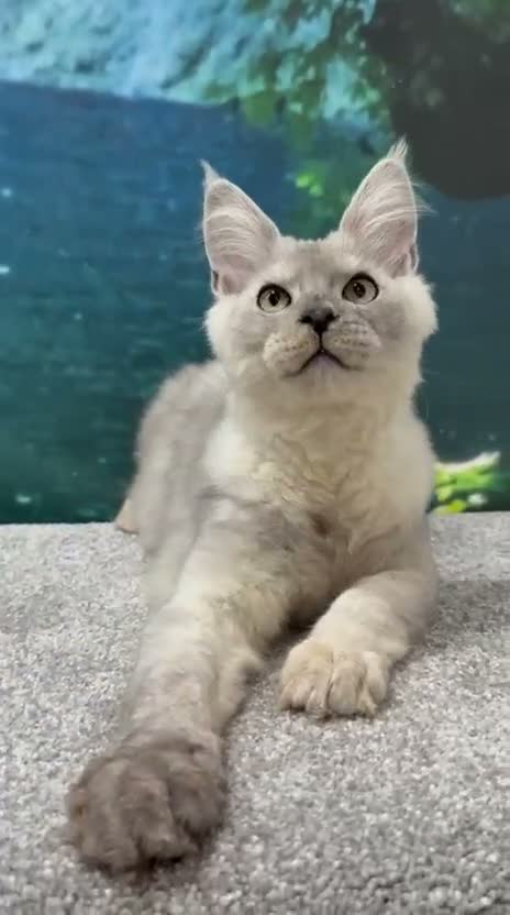 Maine Coon cats for sale: High silver TICA Registered Maine Coon Kittens  - Video 1