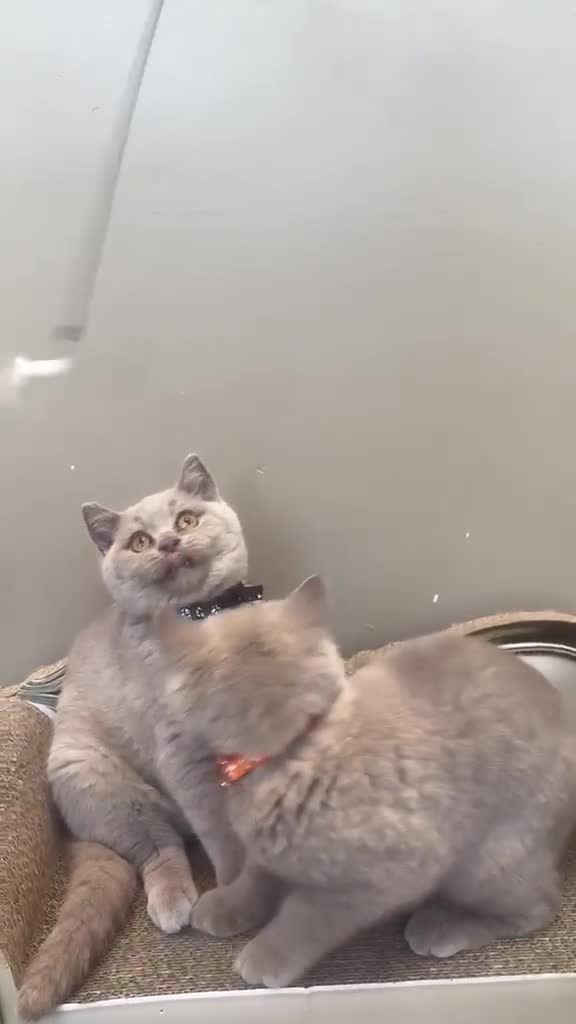 British Shorthair cats for sale: ONLY 2 LEFT Gorgeous BSH Kittens Leo&Zues - Video 3