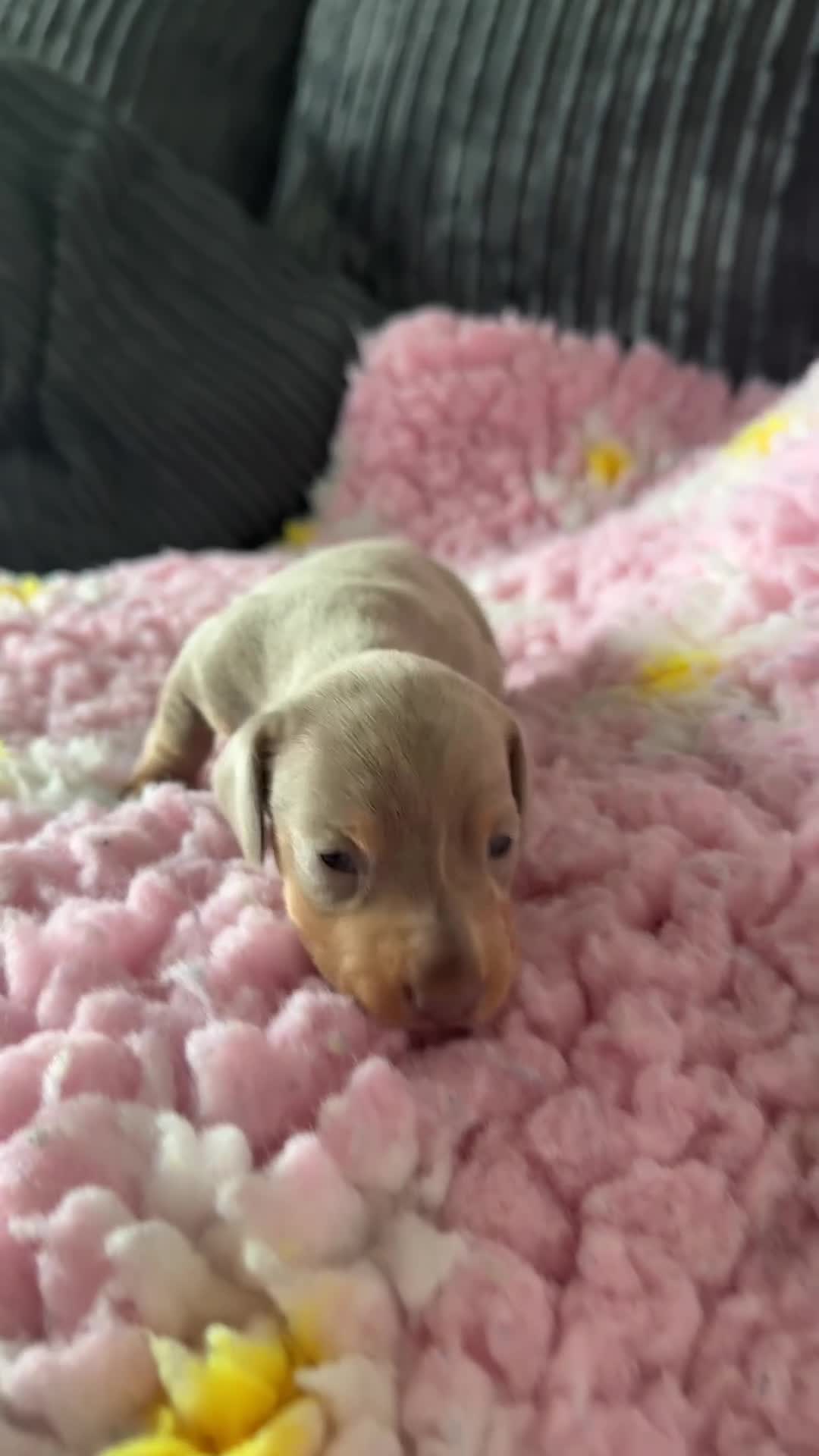 Dachshund dogs for sale: Puppies  - Video 5