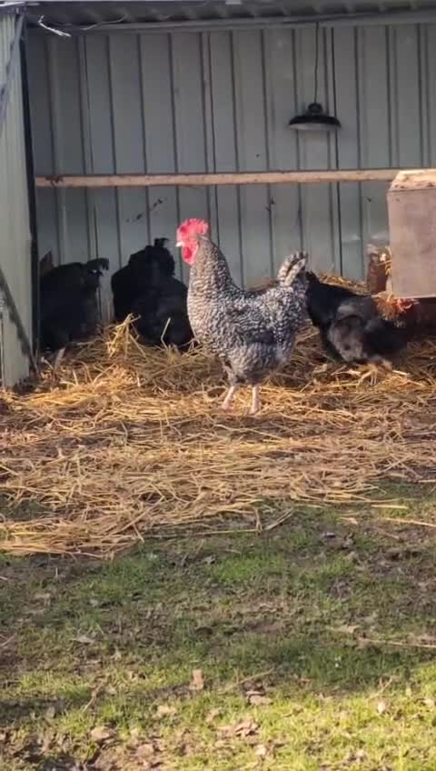 Chickens poultry for sale: Cou cou maran cockeral  in Ongar - Video 1