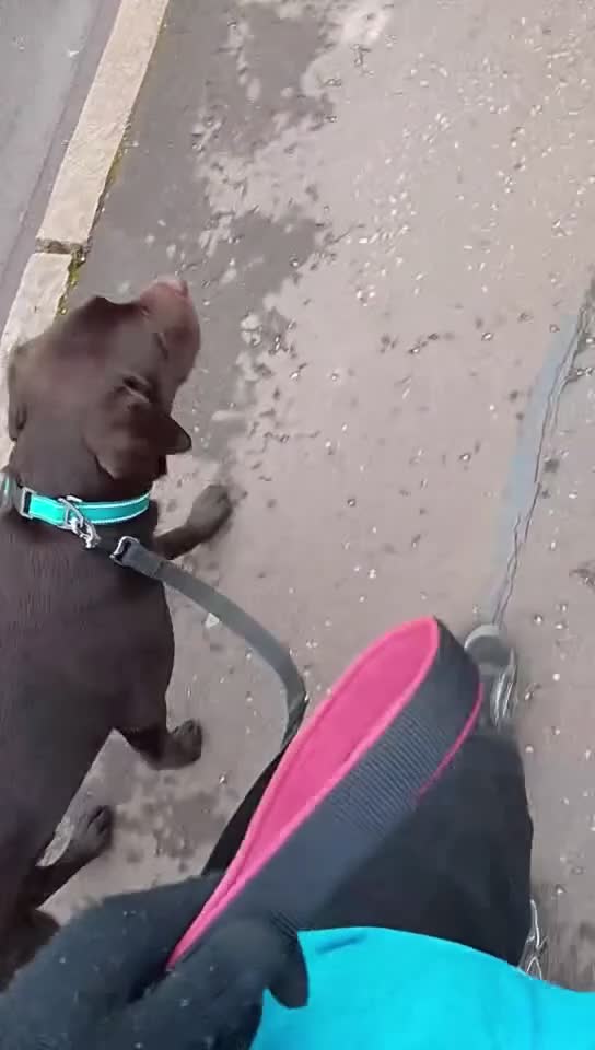 Labrador Retriever dogs for stud: KC Registered Chocolate Labrador Retriever  in Renfrew - Video 2