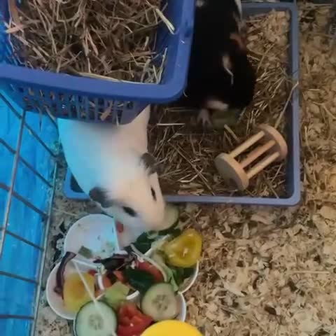 Guinea Pig rodents for sale: Cute Guinea Pigs Ready To Rehome ❤️ - Video 2