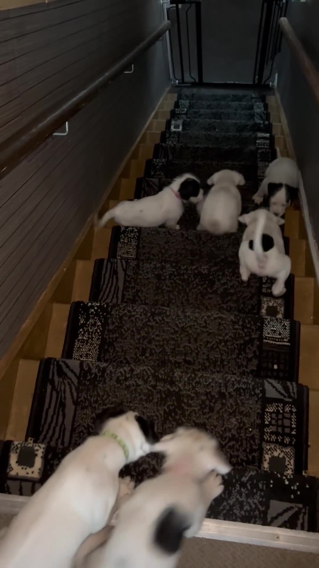 Mixed Breed dogs for sale: long haired Boxapoints - Video 3