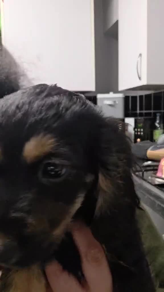 Cockapoo dogs for sale: 😍Fully Vaccinated & Now ready to leave😍 - Video 1