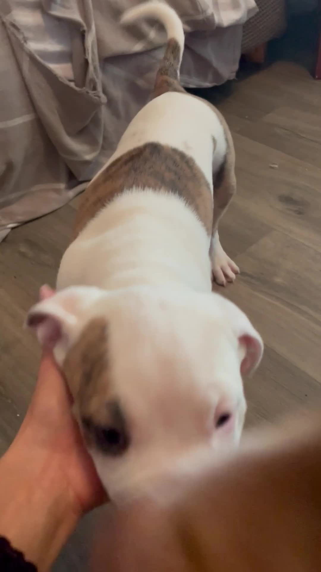 Mixed Breed dogs for sale: READY TO LEAVE! Presa X Doberman- 4 remaining!! - Video 2