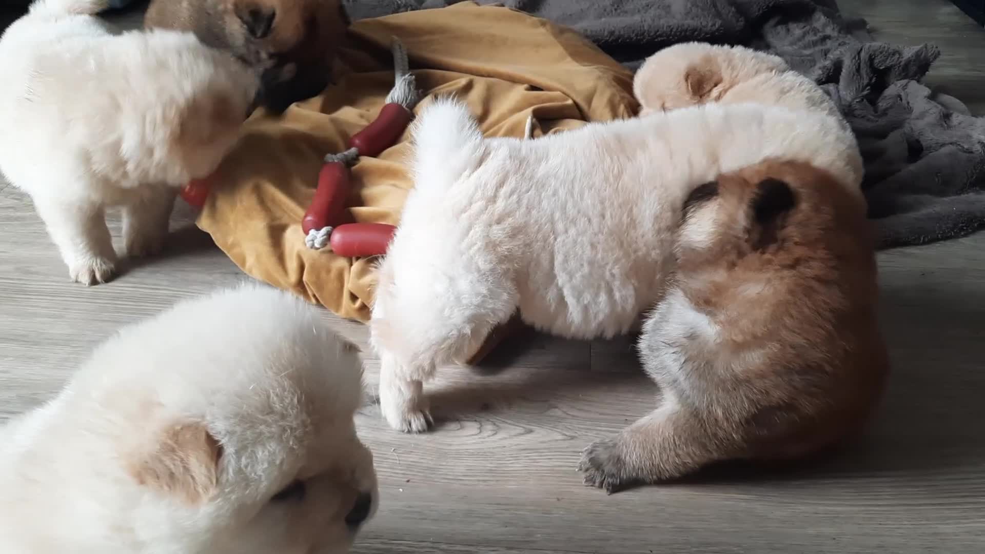 Chow Chow dogs for sale: Chow chow puppies for sale - Video 1