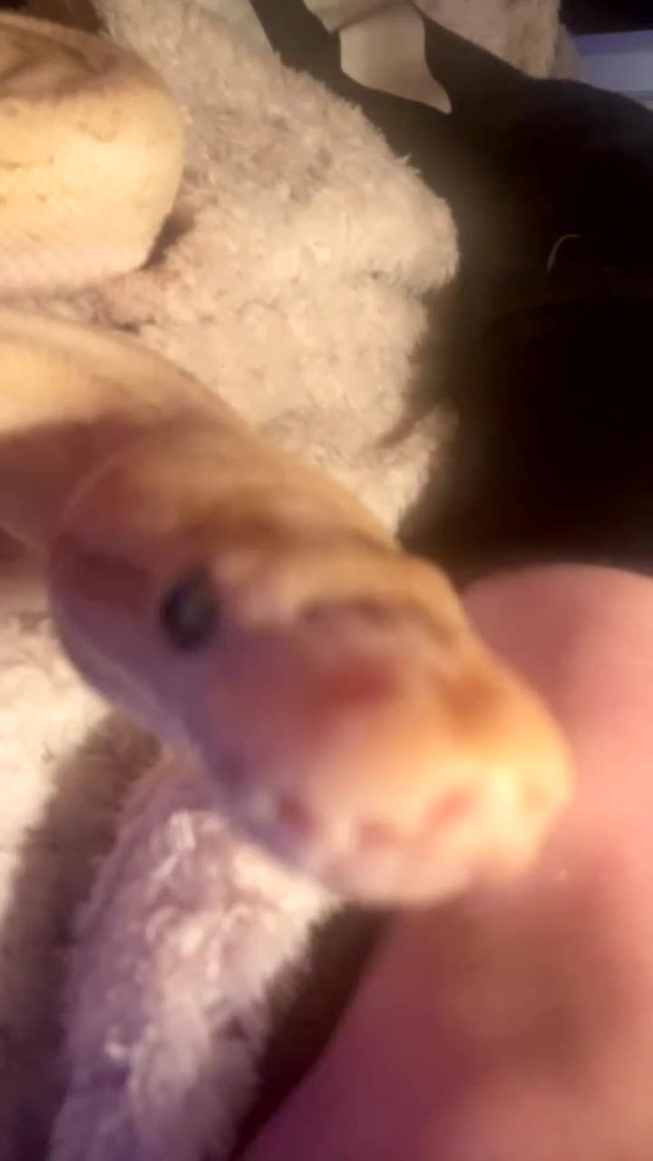 Python Snake reptiles for sale: Banana lesser pinstripe ball python - Video 2