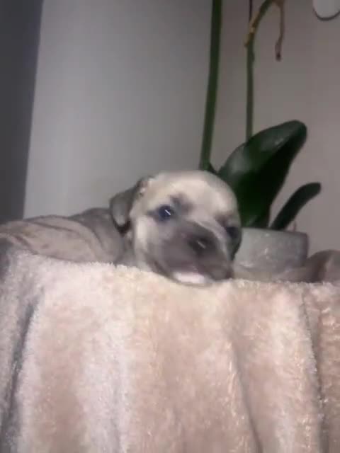 Mixed Breed dogs for sale: Beautiful French Bulldog x Chihuahua Puppies  - Video 3