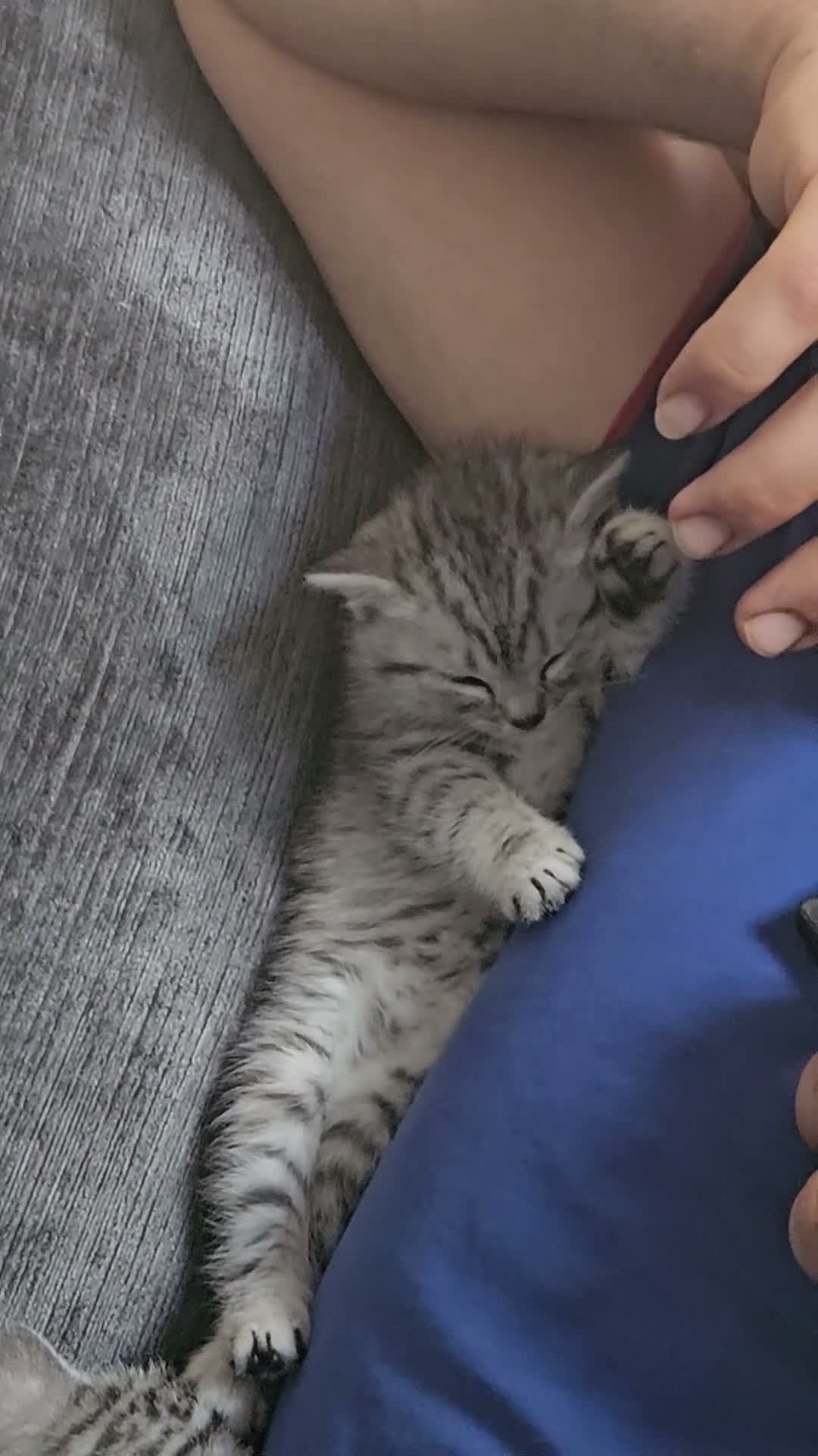 British Shorthair cats for sale: Fabulous kittens  ready  for their forever home in Dunmow - Video 2
