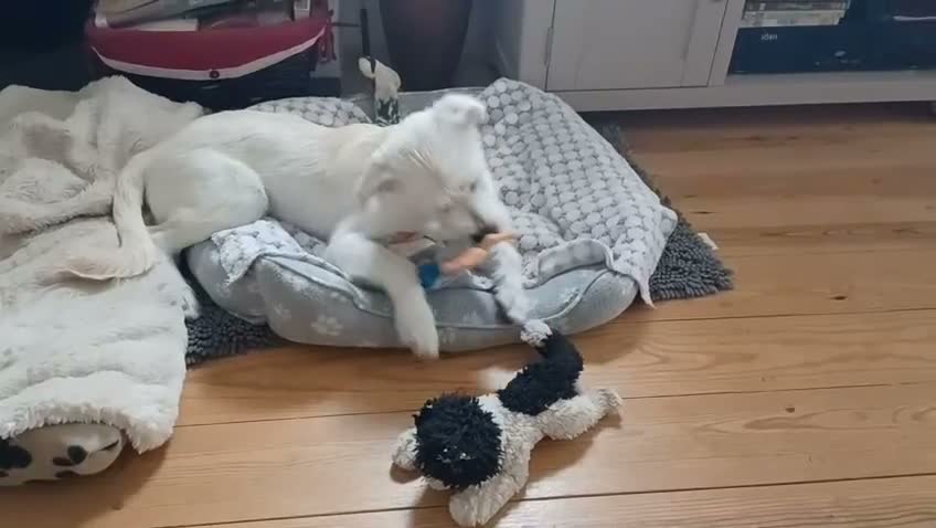 Mixed Breed dogs for adoption: Tam 🐶💙 - Video 5
