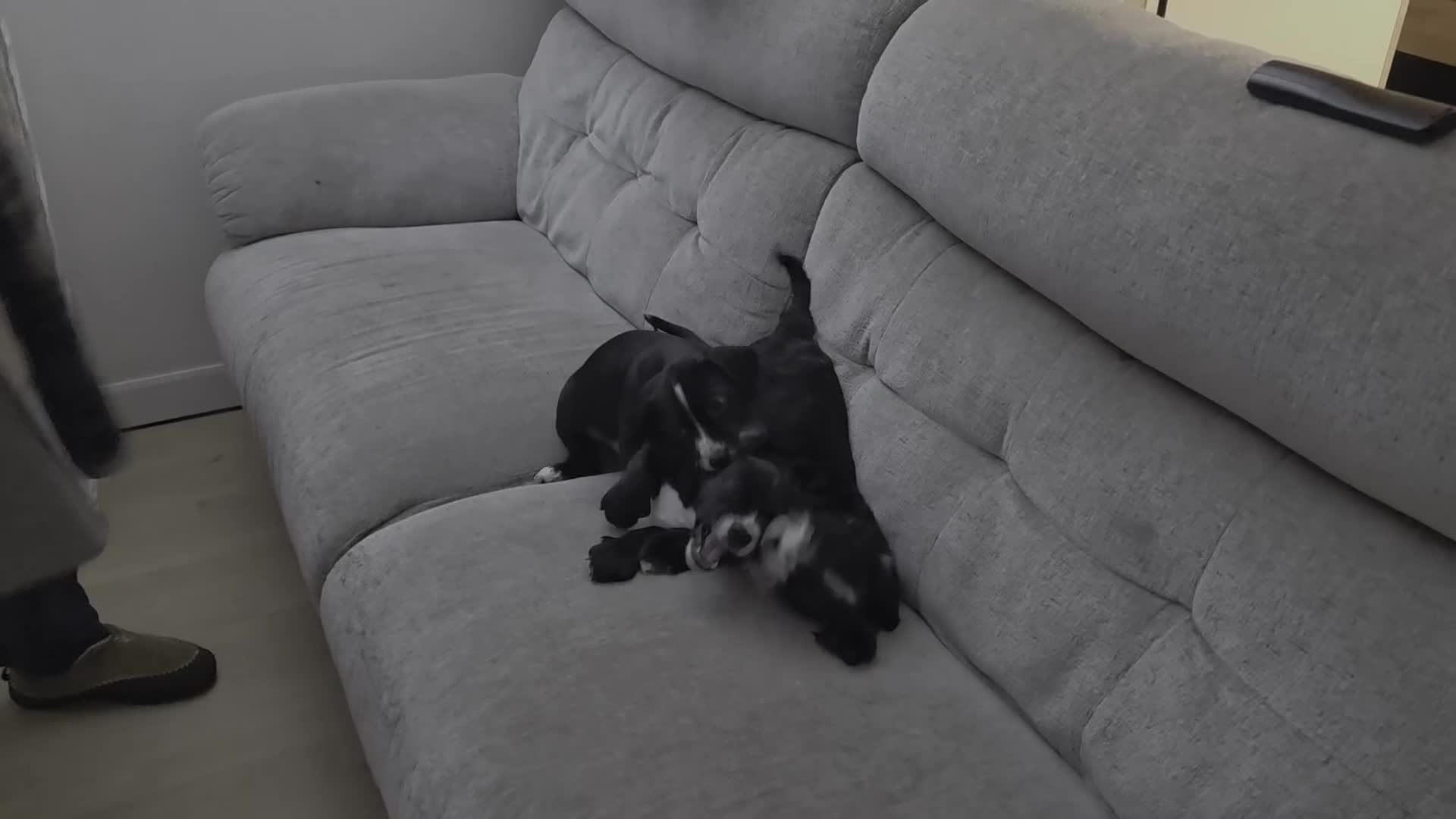 Mixed Breed dogs for sale: Cocker Jack - Video 2