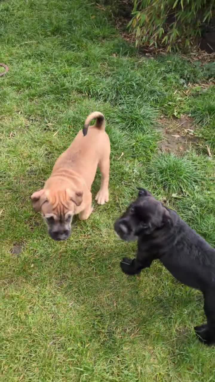 Mixed Breed dogs for sale: 2 loving/energetic pups for rehoming together  - Video 1