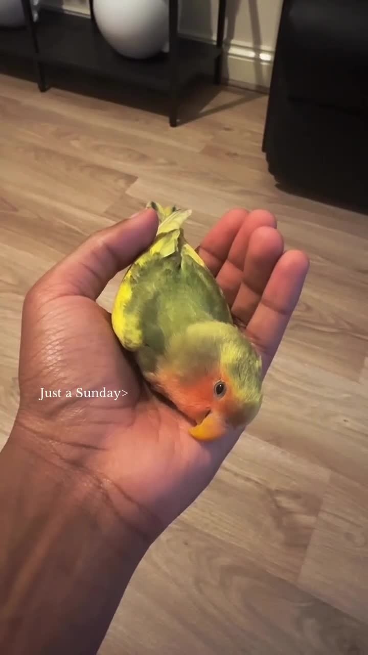 Lovebirds birds for sale: Hand tame male lovebird - Video 1