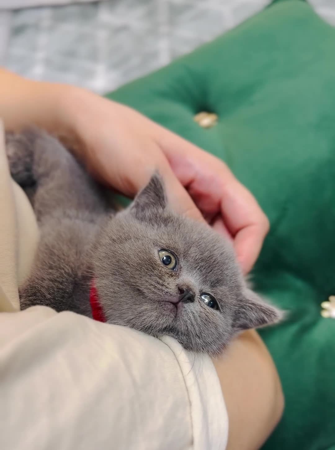 British Shorthair cats for sale: British Shorthair 💝 - Video 4