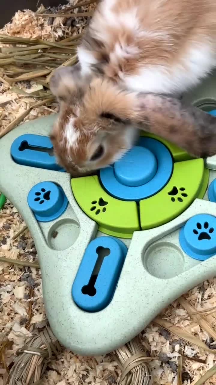 English Lop rabbits for sale: New Home for Milo - Video 2