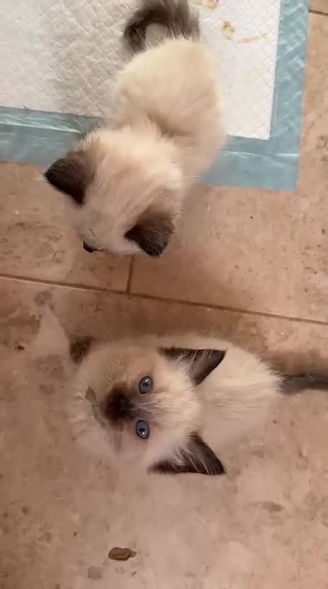 Ragdoll cats for sale: GCCF Registered Kittens - Video 1