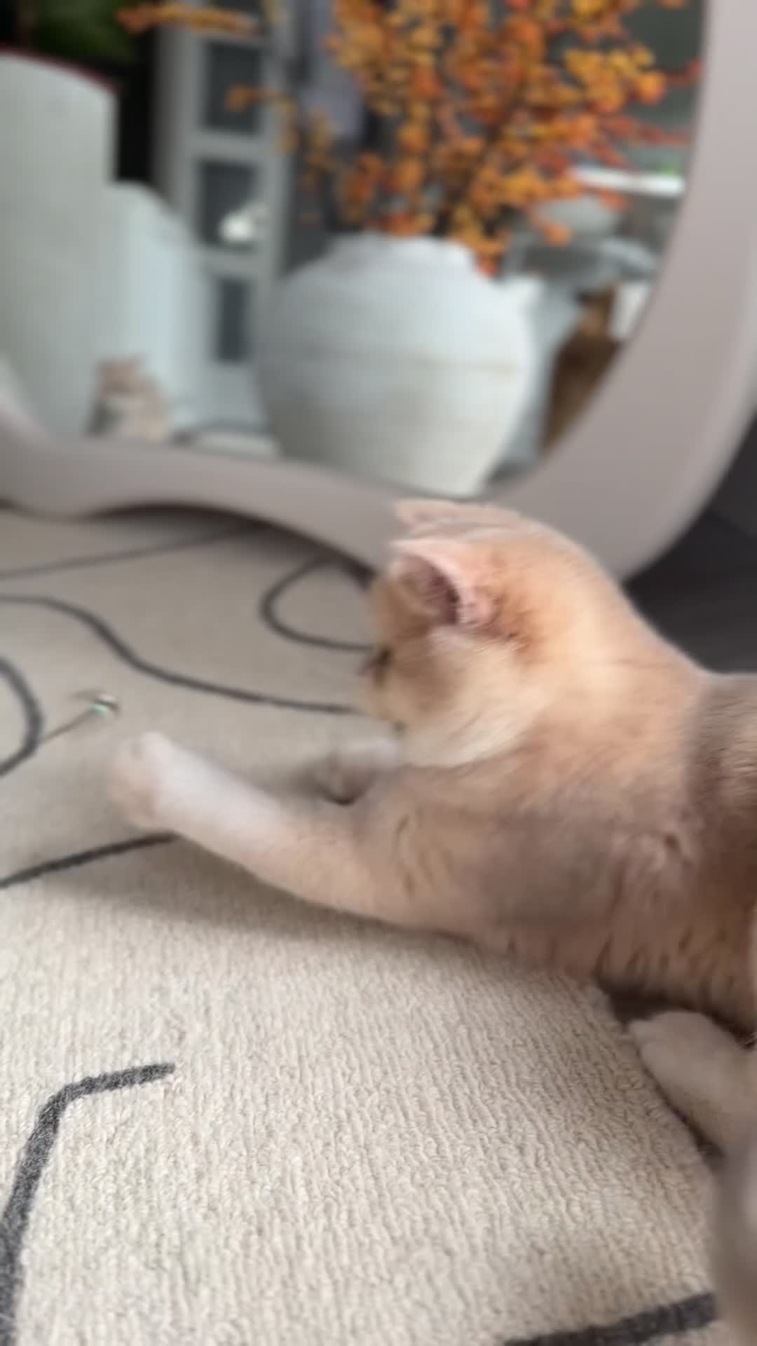 British Shorthair cats for sale: Lilac Golden British Shorthair kitten 🤍 - Video 5