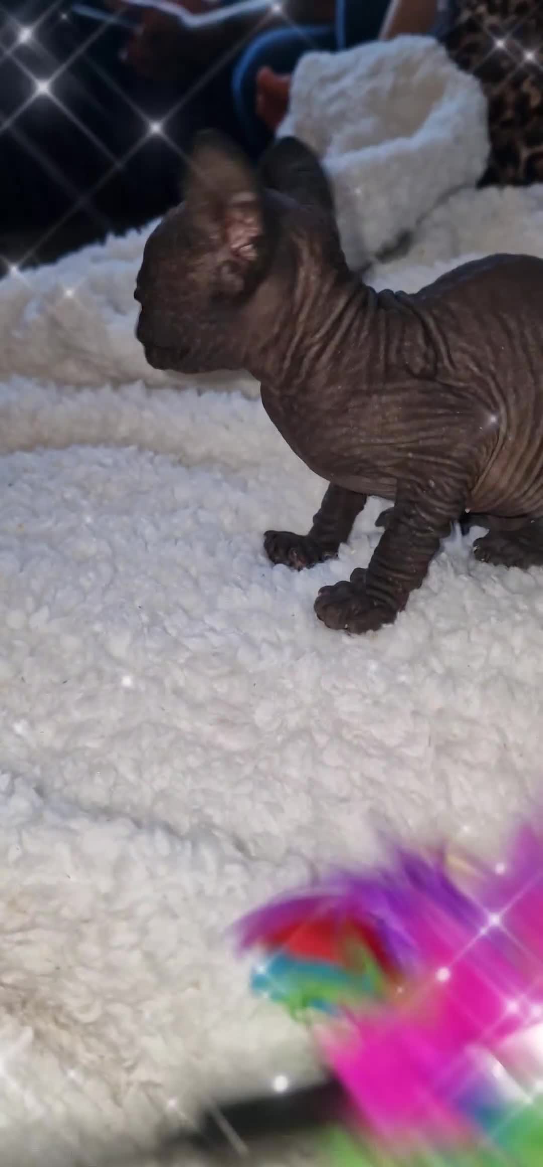 Sphynx cats for sale: Beautiful Canadian Sphynx kittens purebreed  - Video 1