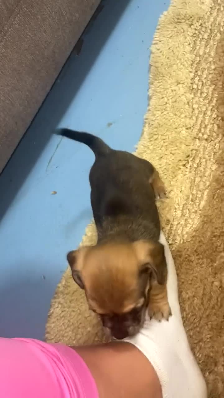 Jug dogs for sale: Reggie  - Video 2