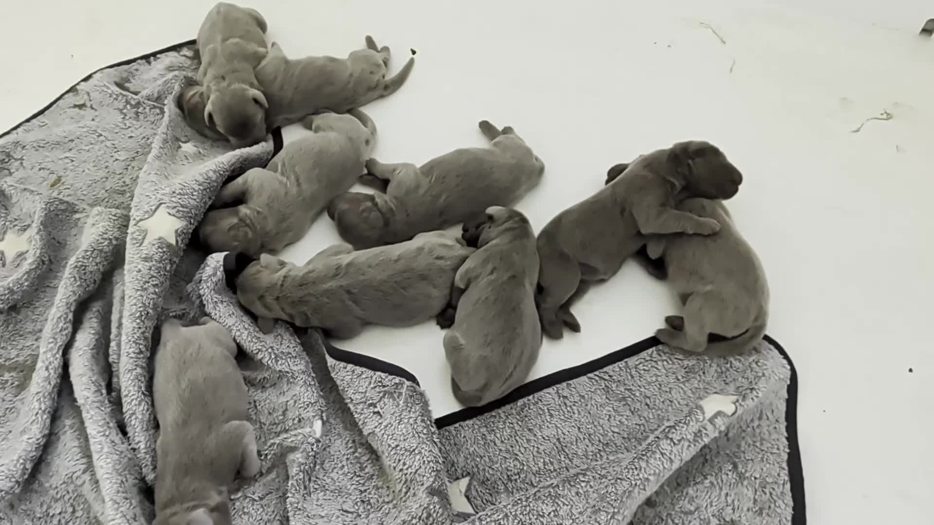 Labrador Retriever dogs for sale: Lovely Silver Labrador Puppies - home reared - Video 1