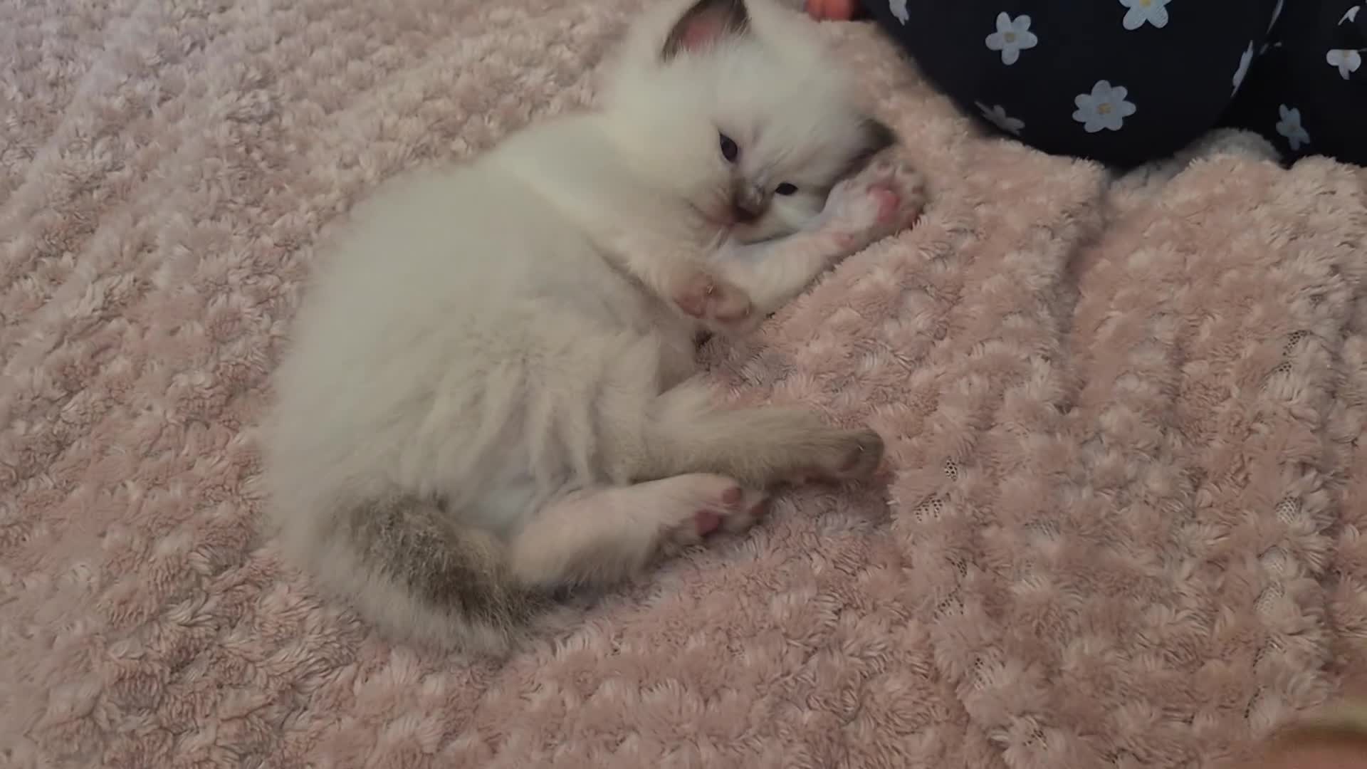 Ragdoll cats for sale: 3 beautiful fluffy ragdoll kittens - Video 5