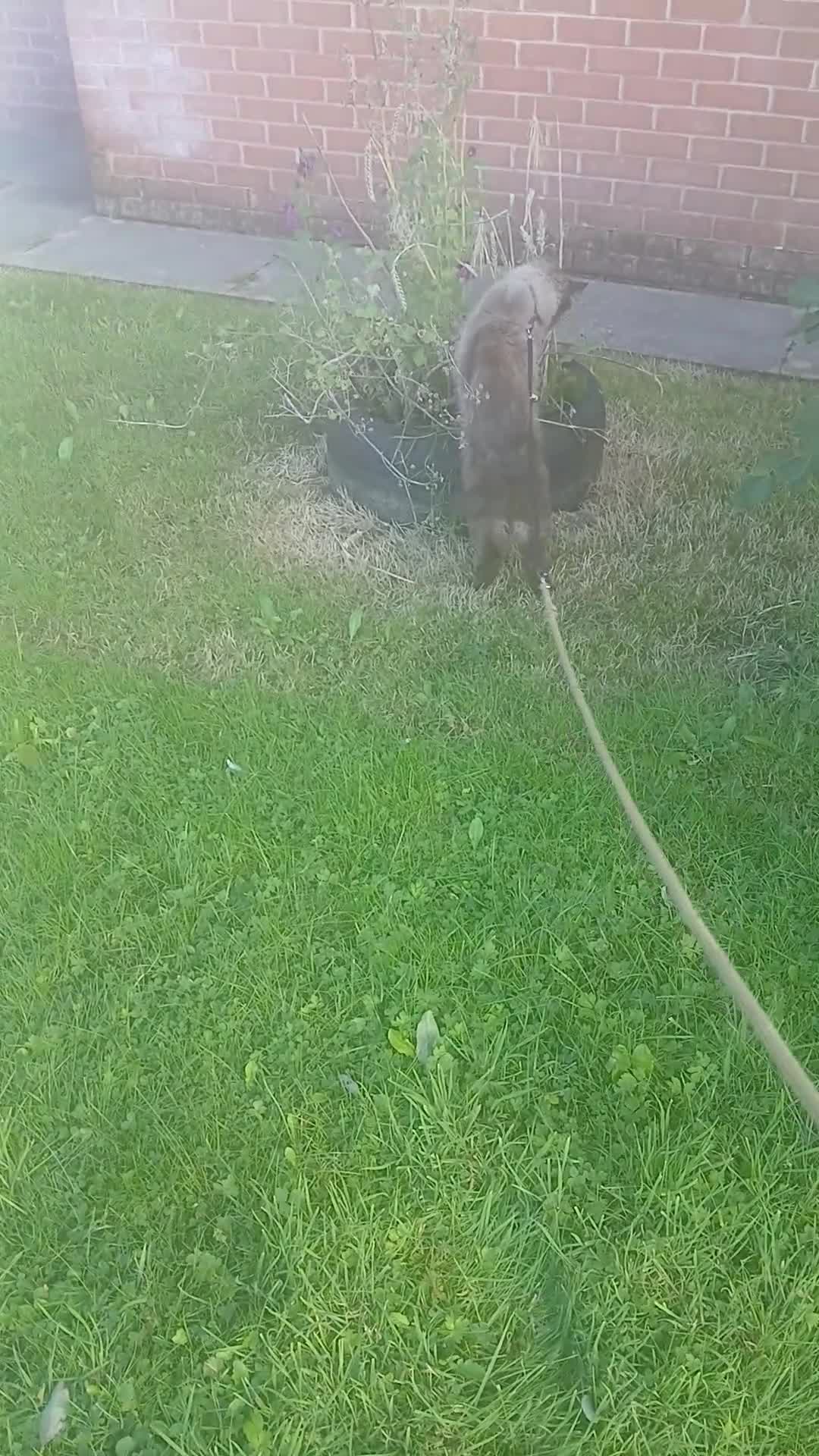 Ragdoll cats for sale: Micky elahi  in Blackburn - Video 1