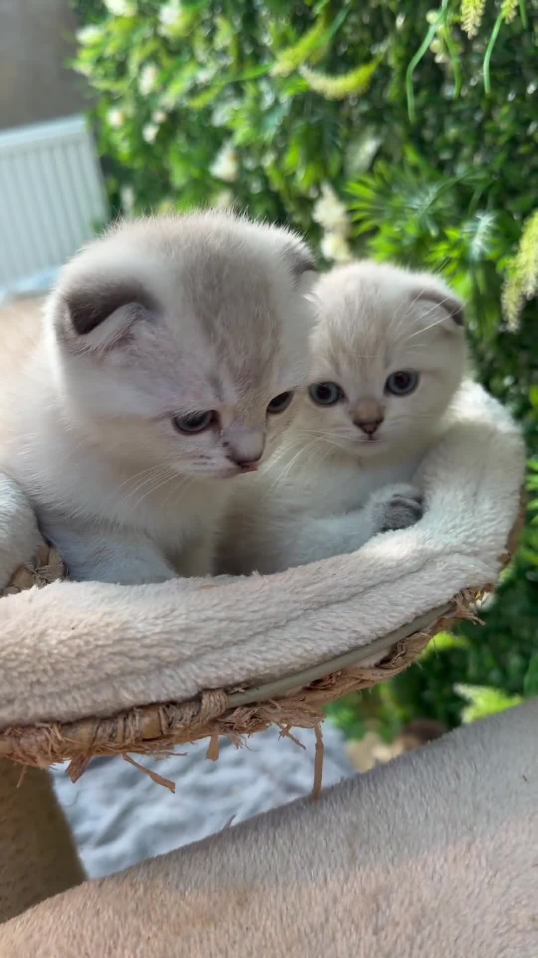 Scottish Fold cats for sale: Champion bloodlines Scottish Fold-Straight Kittens - Video 2