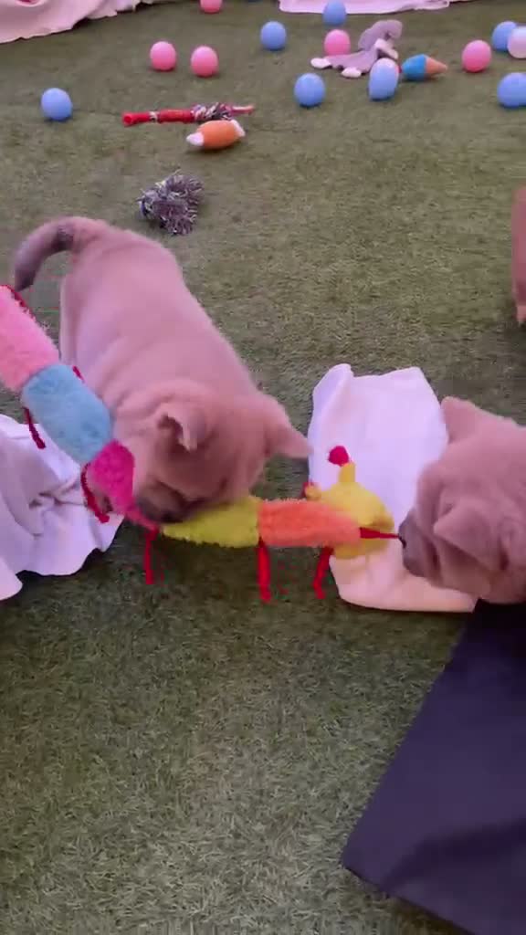 Chow Chow dogs for sale: Chow chow puppies  in Redhill - Video 2